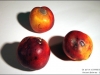 0958-nectarines